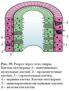 Кракен сайт 18at