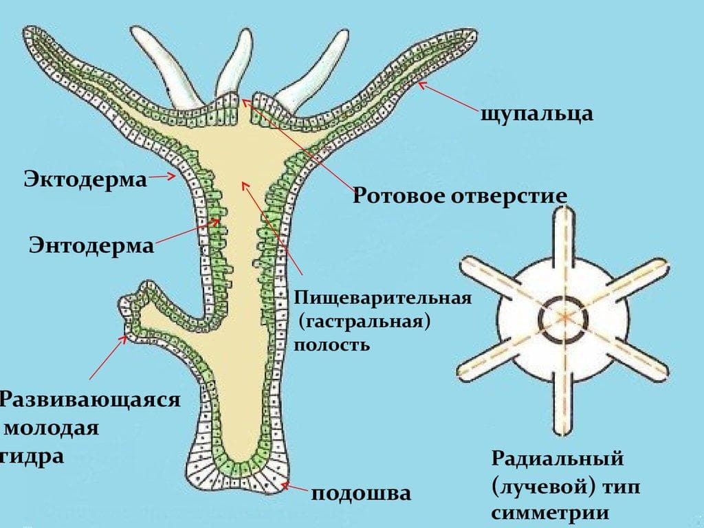 Ссылка на сайт кракен в тор